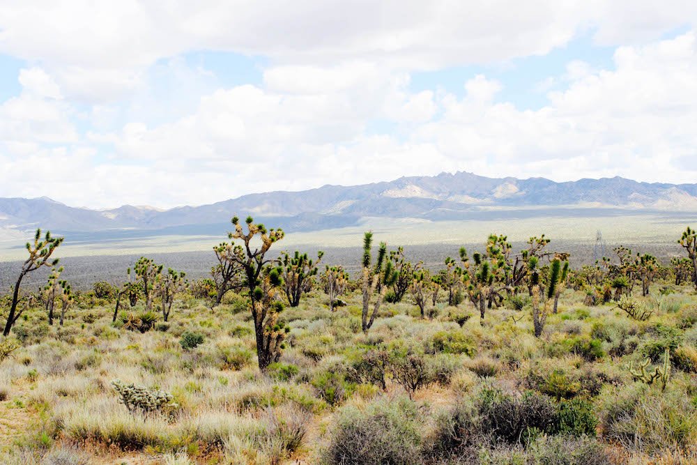 a field of joshua trees with mountains in the background
