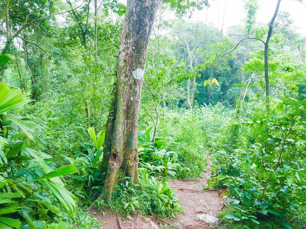 A small path through the forest leading from Old Bank to Wizard Beach on Isla Bastimentos, Panama