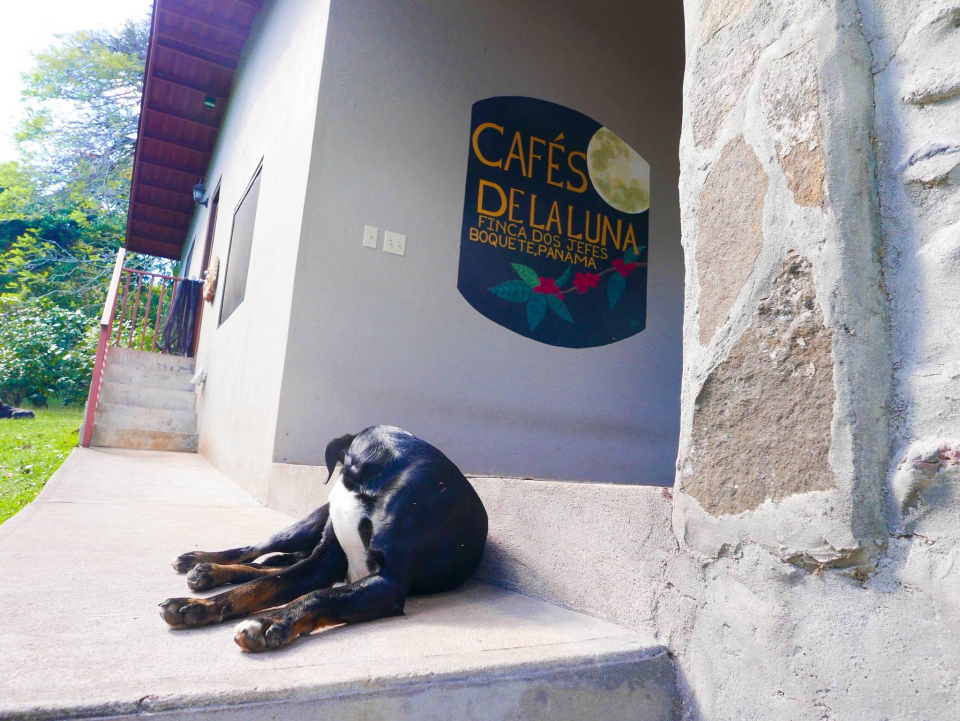 dog boquete coffee tour cafes de la luna