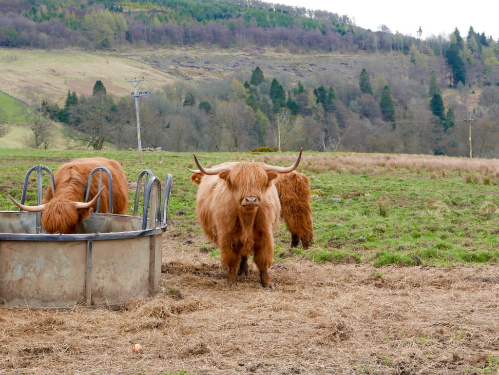 Highland Cow Scotland Hairy Coo
