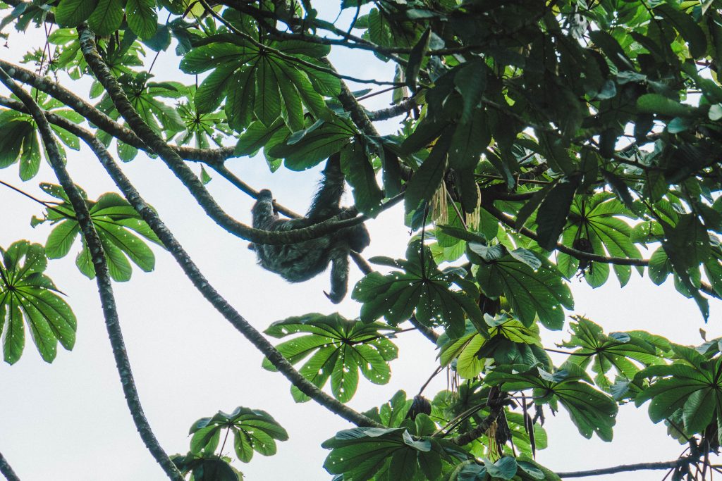 Sloth hanging from tree branch in La Fortuna, Costa Rica