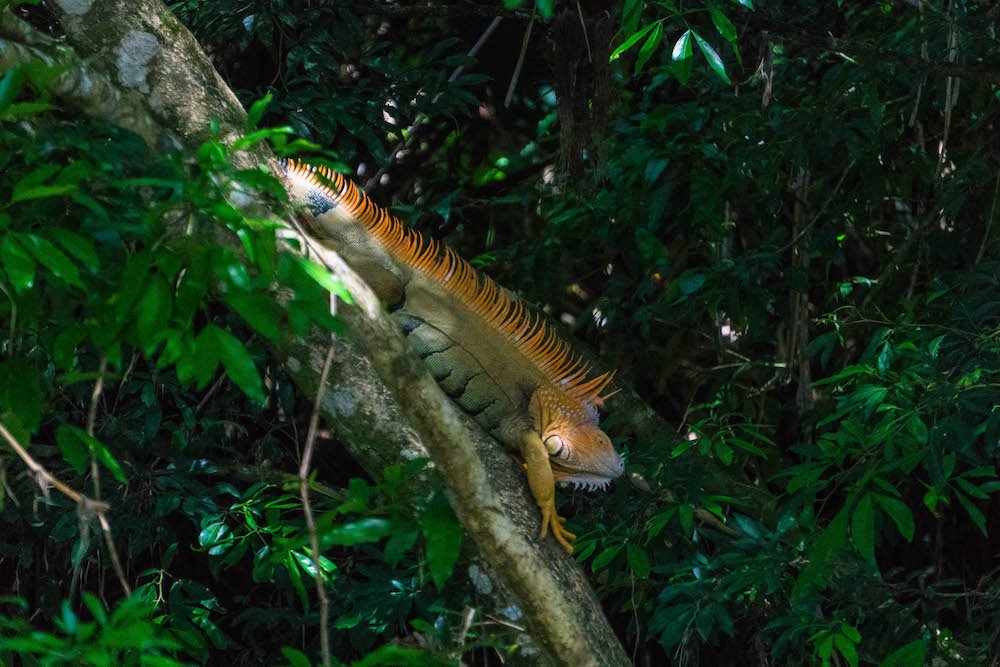 Iguana on a branch in a tree on a wildlife rafting safari in La Fortuna, Costa Rica