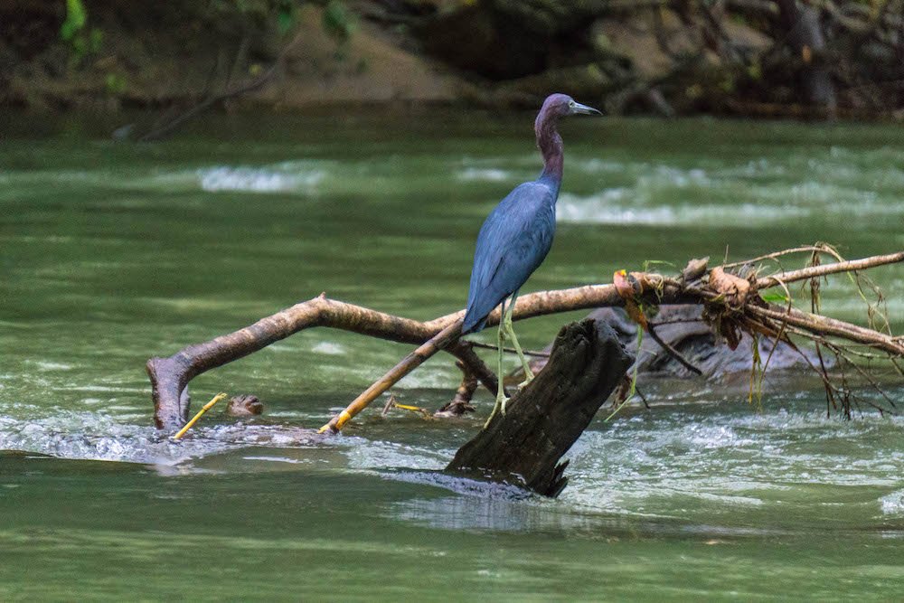 Small blue herron standing on a log on the Rio Penas Blancas in La Fortuna, Costa Rica