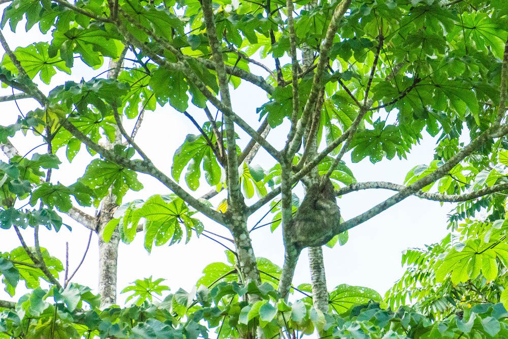 A sloth hanging from a tree on a wildlife rafting safari in La Fortuna, Costa Rica