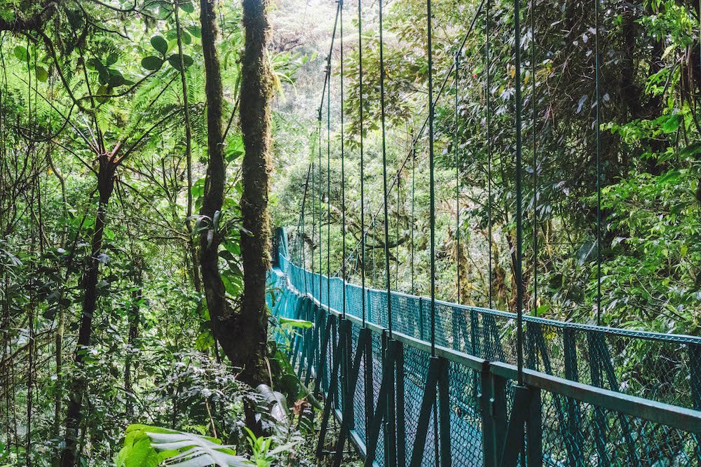 Hanging bridge disappearing into the cloud forest in Monteverde, Costa Rica