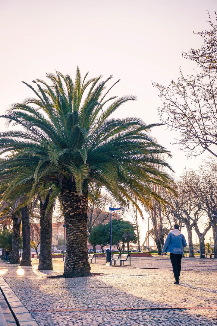 Man walking next to palm trees at sunset in Aveiro, Portugal
