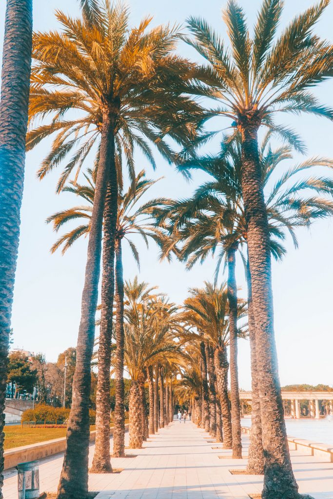 Palm trees along a path in the Turia park in Valencia