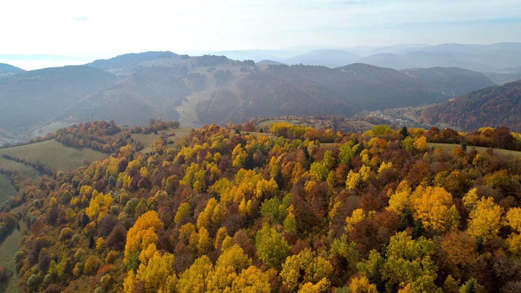 Fall trees in Slovakia