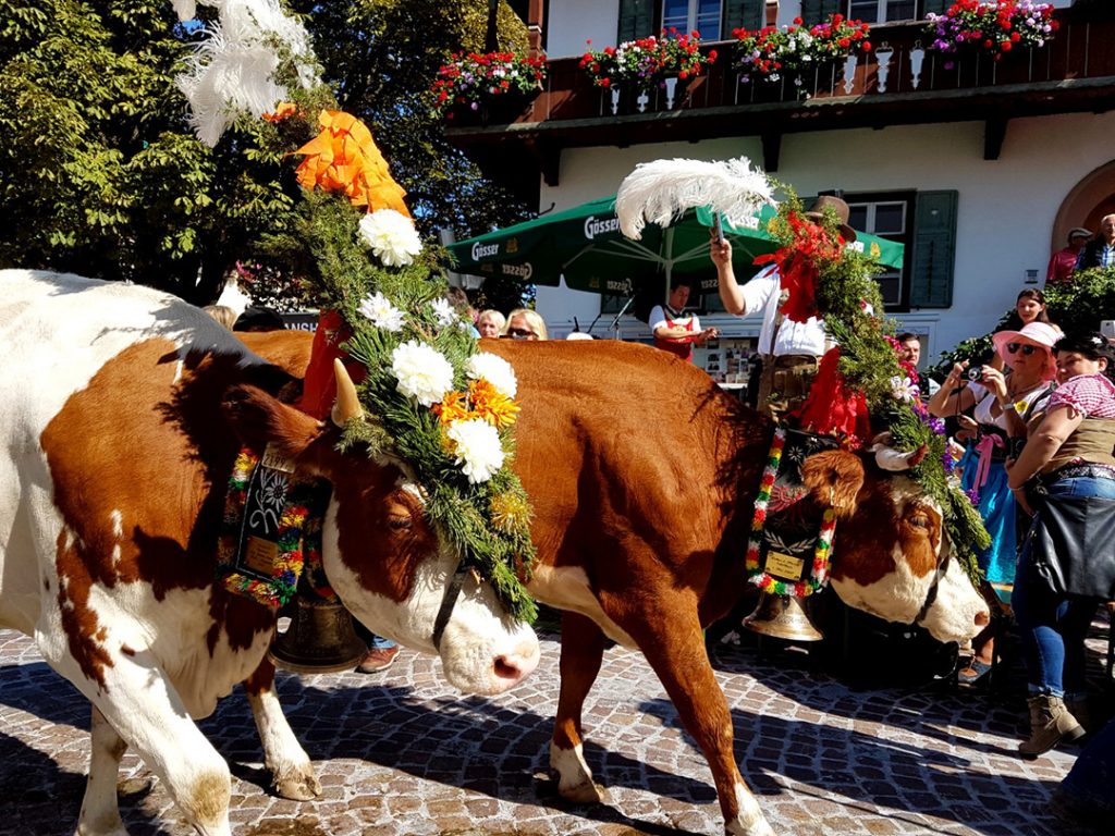 Cows during the Almabtrieb in Tyrol, Austria