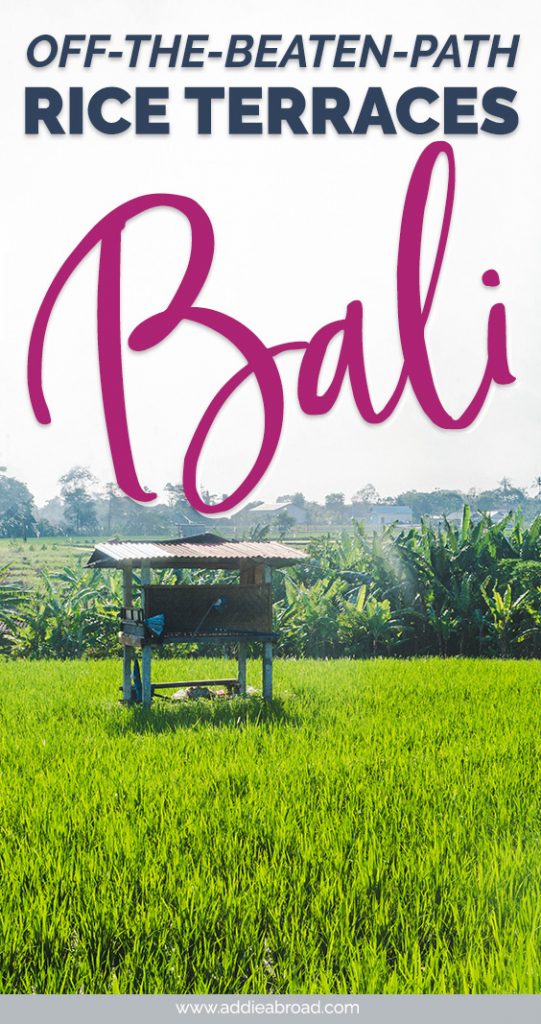 Forget about Tegalalang Rice Terraces. They might be a famous Bali Instagram spot, but they're overcrowded. Discover off-the-beaten-path rice terraces in Bali on this Urban Adventures tour! Click through to read all about it. #travel #bali