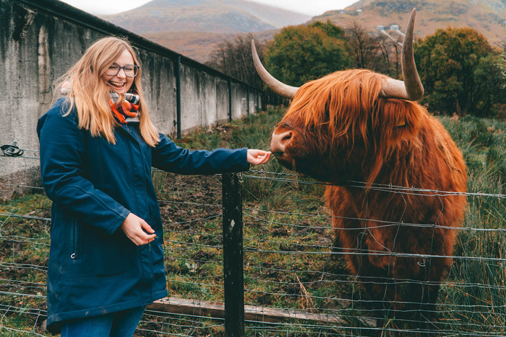 addie smiling and feeding a highland cow - a must-do on an isle of skye tour from edinburgh!