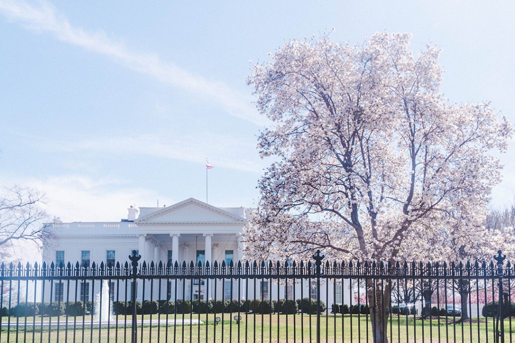 The back of the White House with a cherry blossom tree in front of it.