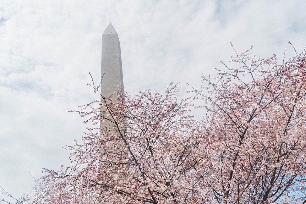 Pink cherry blossom tree below the towering Washington Monument during 3 days in Washington DC