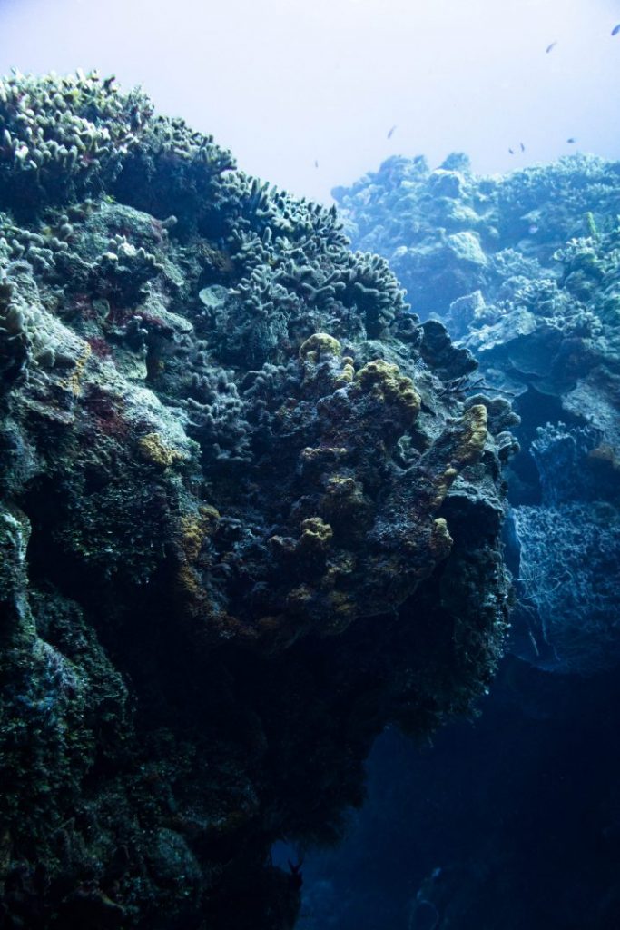 coral formations at palancar gardens, cozumel scuba diving