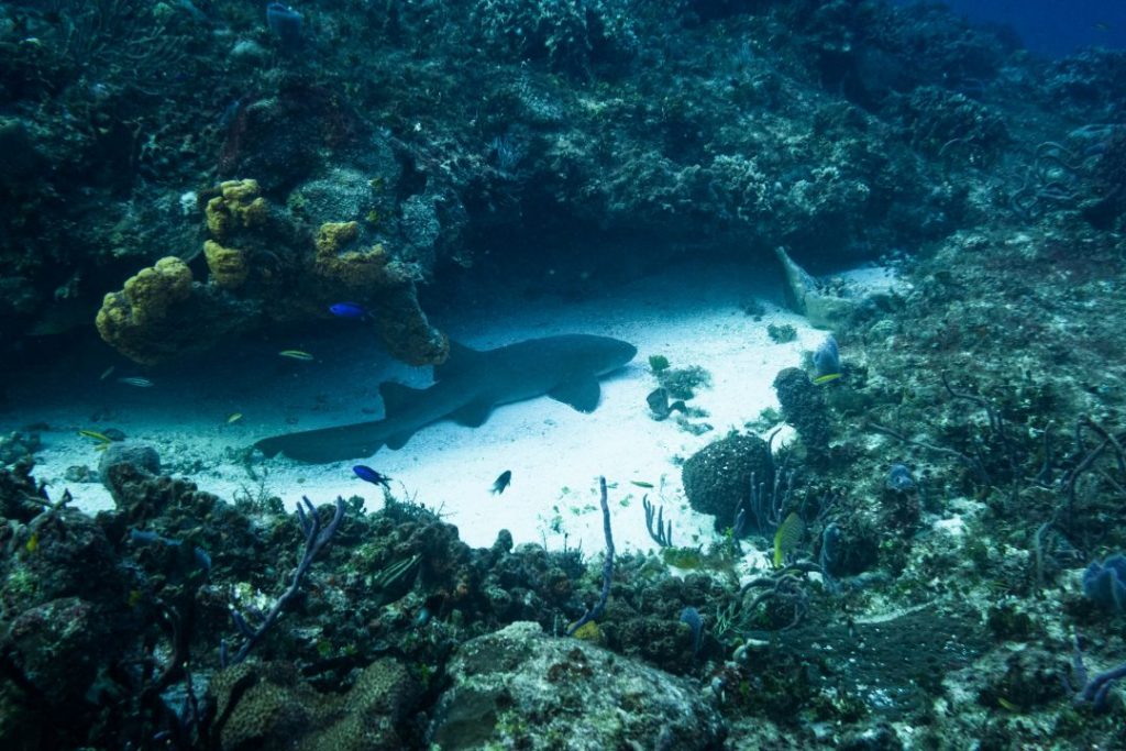 a nurse shark resting on a sandy bottom underneath a coral cave