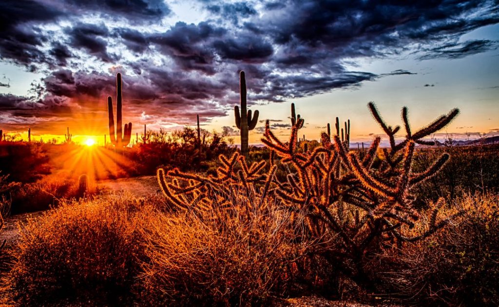 sun peeping through a cactus in the desert of Scottsdale, Arizona