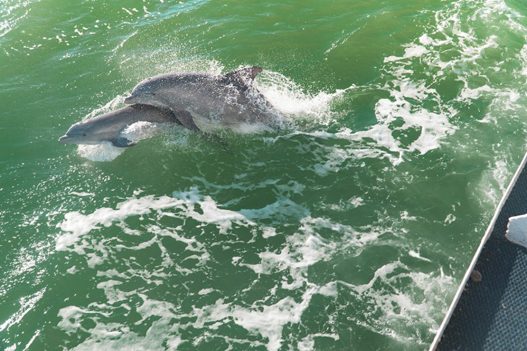 two dolphins playing in boat wake
