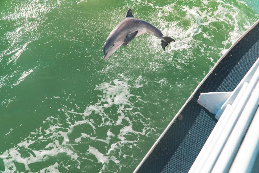 a dolphin jumping through boat wake