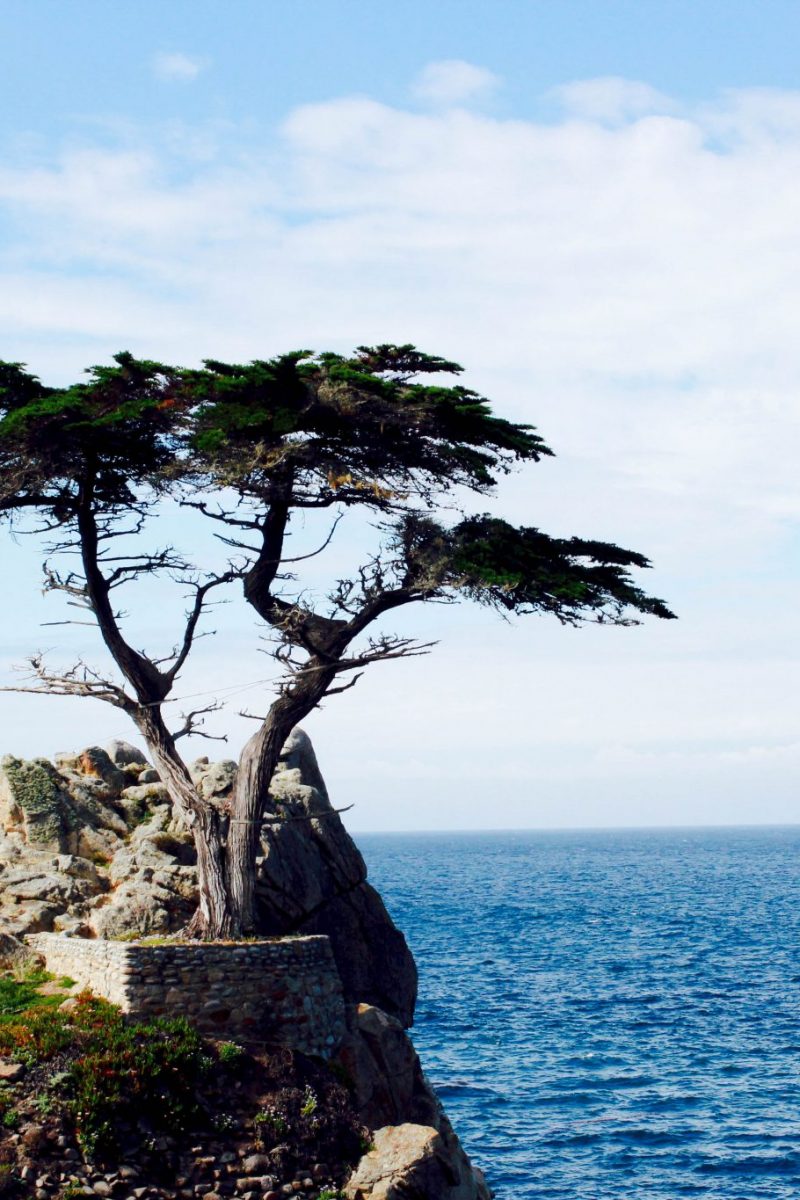 Lone Cyprus 17 Mile Drive Pebble Beach