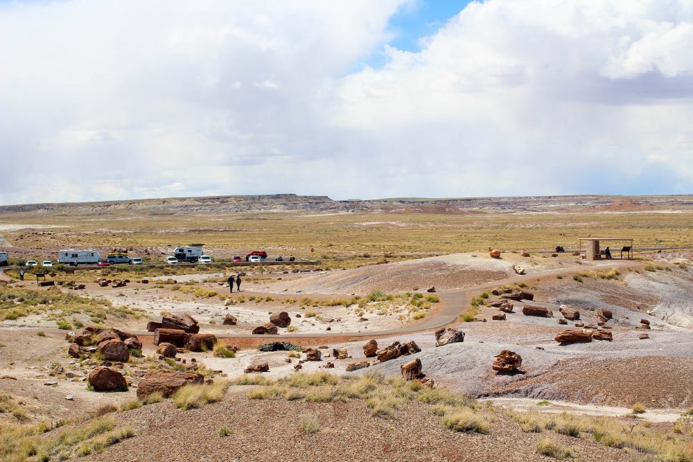 petrified tree trunks strewn across the ground at Petrified Forest National Park
