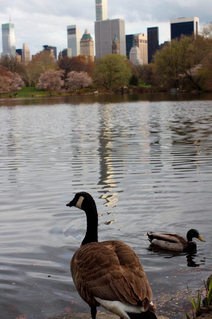 Goose Central Park
