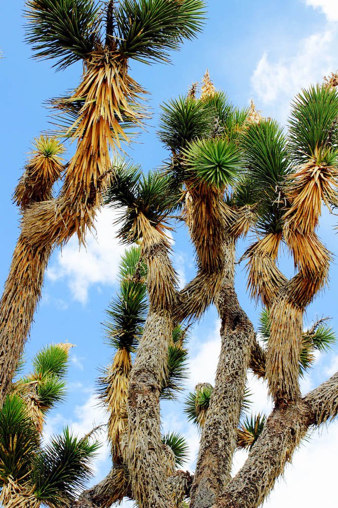Joshua Tree 2 Mojave Desert National Preserve California USA