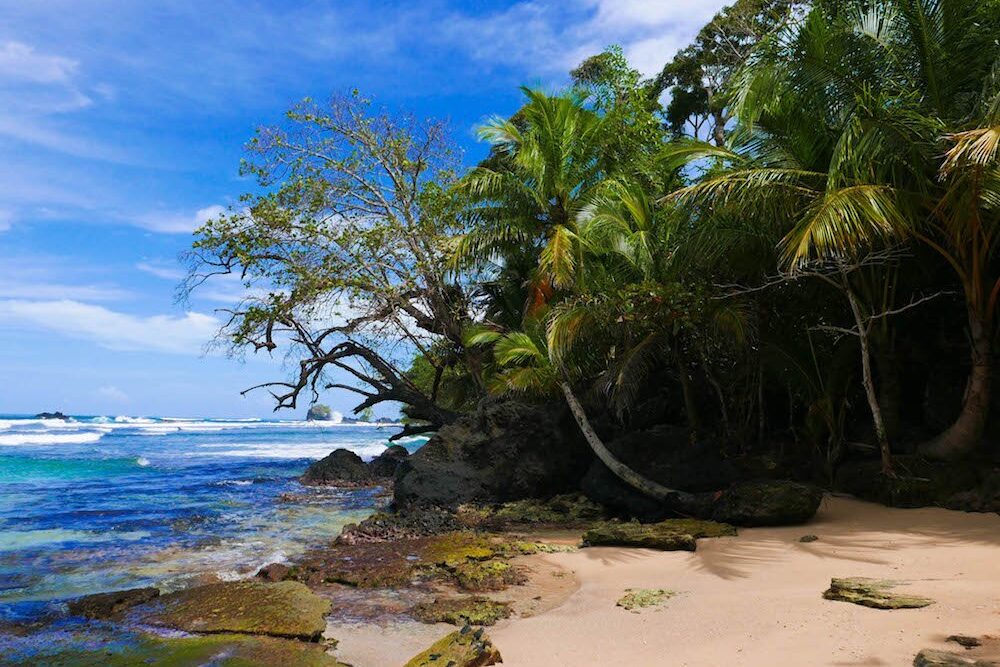 Palm trees hanging out over the ocean in Bocas del Toro, Panama