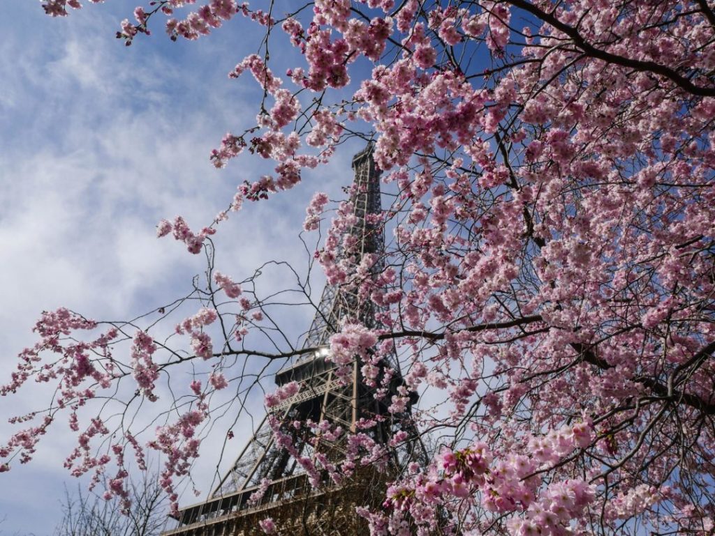 The Eiffel Tower through pink blooms on a tree