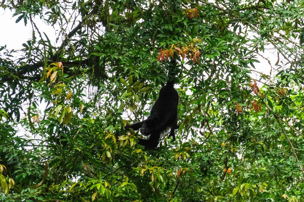 A black Howler Monkey hanging by its tail to grab a piece of fruit in a tree