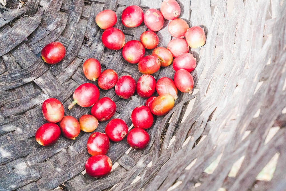 Coffee cherries in a basket