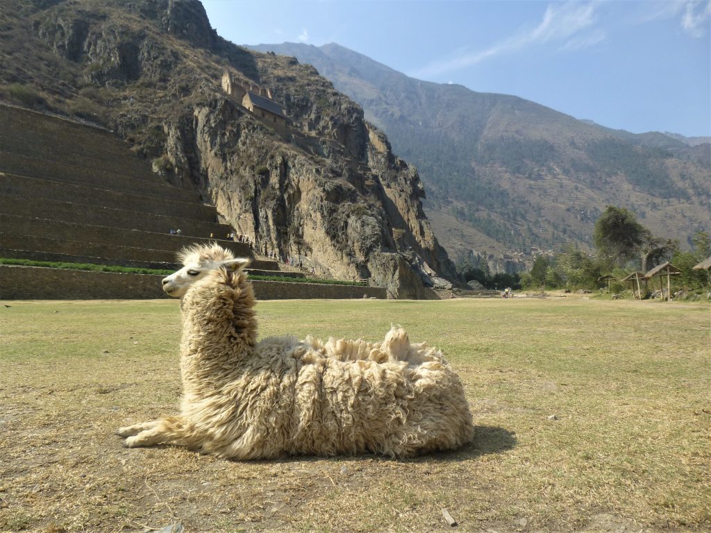 A llama at Incan Ruins in Peru