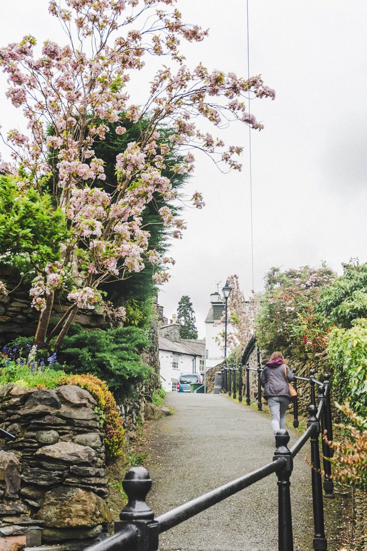 A pink flowering tree hanging over a pathway in Ambleside, Lake District, UK