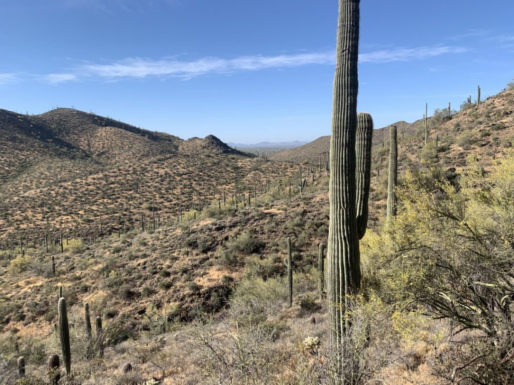A cactus in a desert in Central Arizona, USA