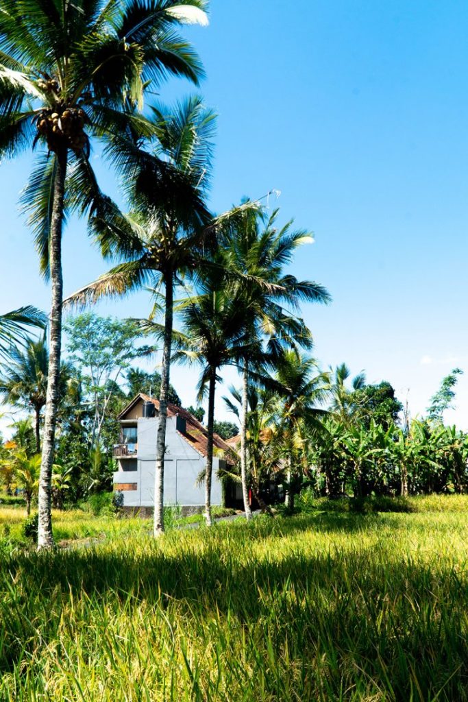 a white house and palm tress by ubud rice fields