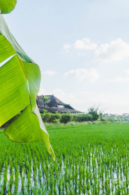 Banana leaf hanging into frame over rice fields in bali