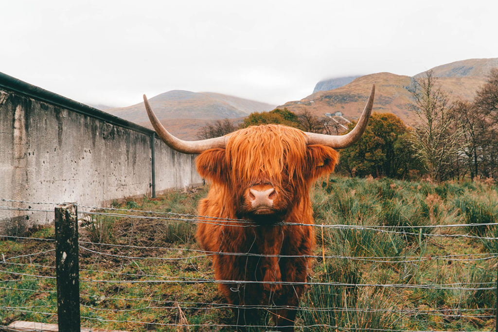 an orange highland cow staring at the camera