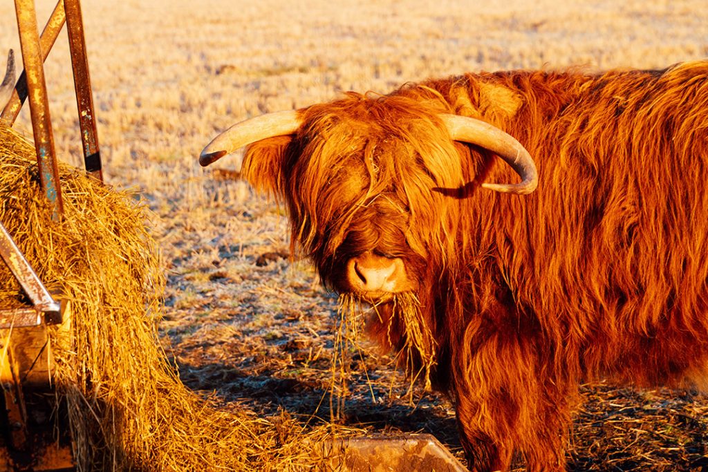 a highland cow looking at the camera