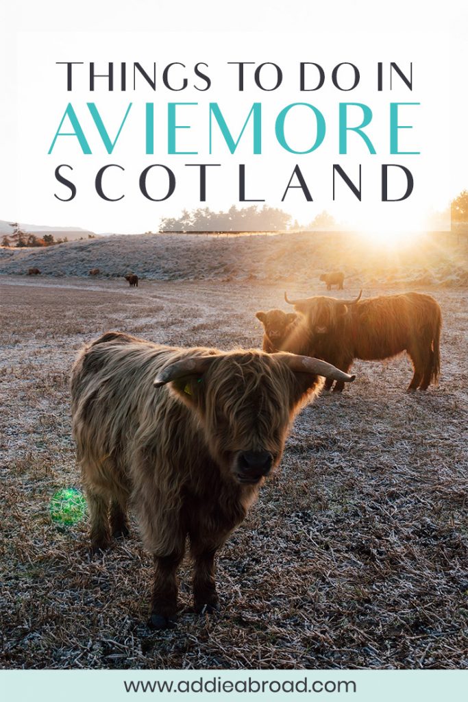 Aviemore, Scotland is absolutely FULL of things to do - from hiking to visiting the Cairngorm Reindeer Herd or going on a highland cow safari! This post lists the top 5 things to do in Aviemore in any weather - including snow!