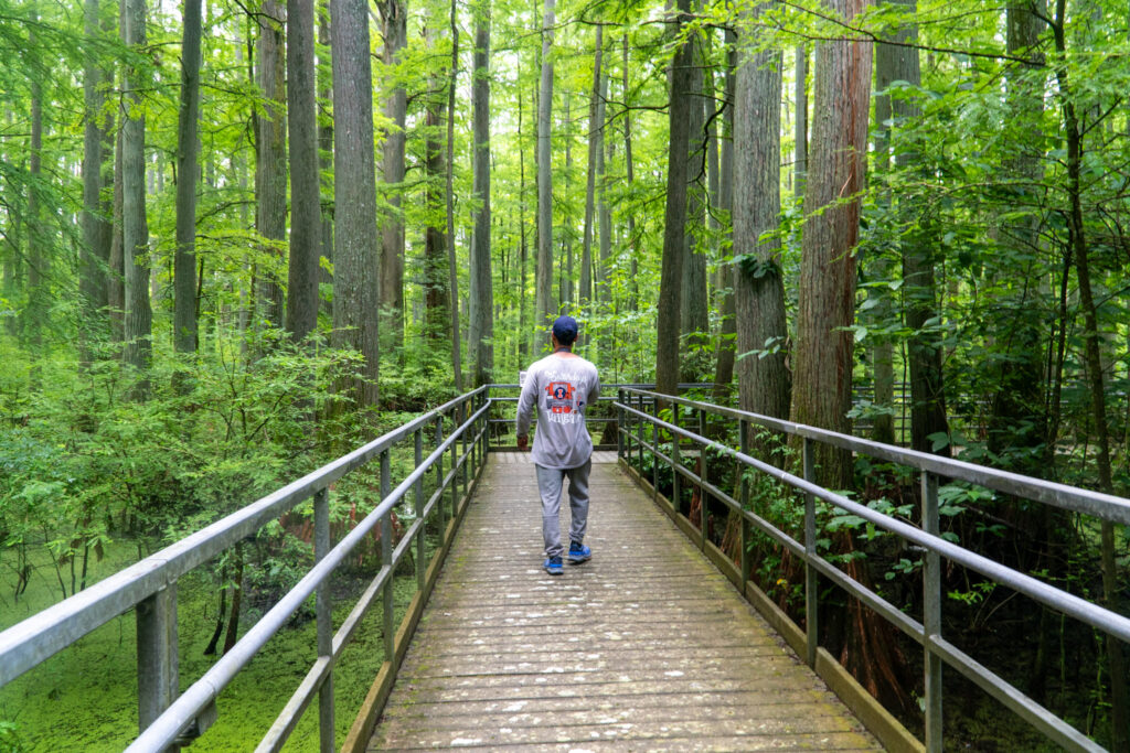 A person wearing a gray shirt and blue cap is strolling on a wooden boardwalk surrounded by lush green trees. The elevated boardwalk, complete with railings, winds through the serene Heron Pond Preserve.