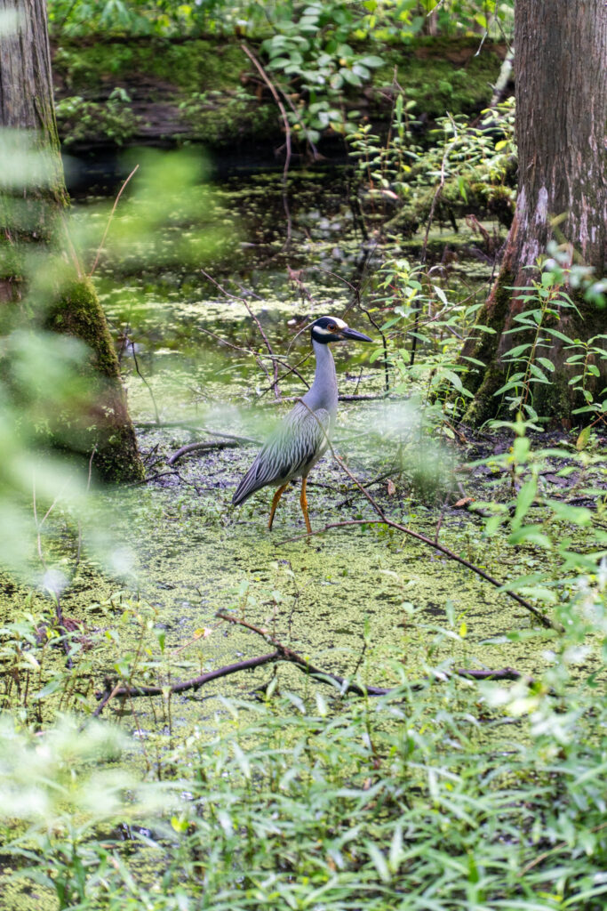 A blue heron stands in a lush, green, swamp-like area surrounded by trees and dense vegetation. The bird is partially obscured by branches and foliage as it wades through shallow water covered in duckweed, embodying the serene beauty of a pristine heron pond preserve.